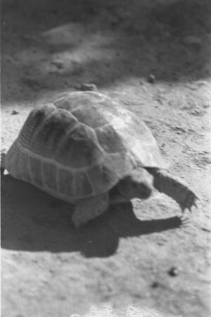 Schildkröte : Nahaufnahme einer Schildkröte