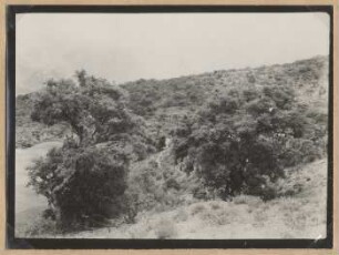 Waldgürtel bei Quinori, Provinz Campero