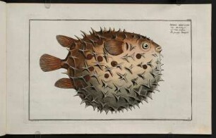 CXXVIIr, Diodon Orbicularis