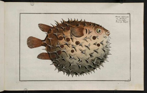 CXXVIIr, Diodon Orbicularis