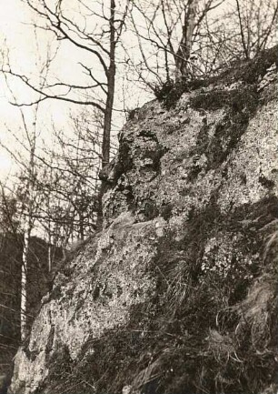 Fels mit Flechten und Farnen