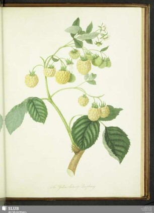 The Yellow Antwerp Raspberry