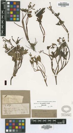 Ranunculus lancipetalus Griseb.