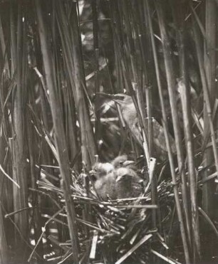 Zwergdommel : Zwergdommel (Ixobrychus minutus). Männchen kommt auf das Nest