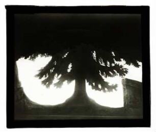 Bühnenbild: Ansicht Bühnenbild, großer Baum im Gegenlicht
