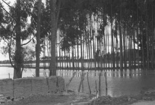 Überfluteter Wald (Lateinamerika-Aufenthalte 1934/1942 – 6. Kolumbien 1938-1942)