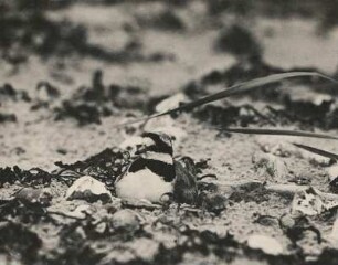 Halsband- oder Sandregenpfeifer (Charadrius hiaticula), brütend (von vorn). Glowe auf Rügen