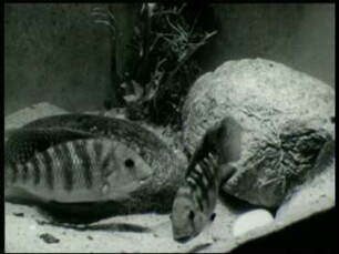 Tilapia zillii (Cichlidae) - Balz