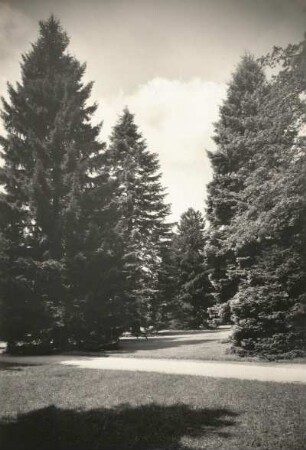 Elbtallandschaft. Schloß Pillnitz. Baumgruppe im Schloßpark, Koniferengruppe vor der Orangerie
