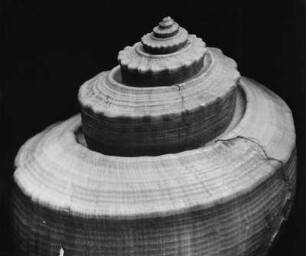 Busycon canaliculatum Lam., Atlantische Küste Nordamerikas