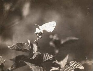 Deutschland. Kleiner Kohlweißling (Pieris rapae)
