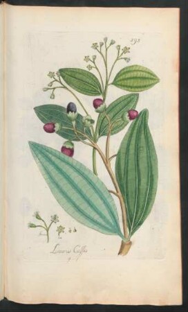 395. Laurus Cassia