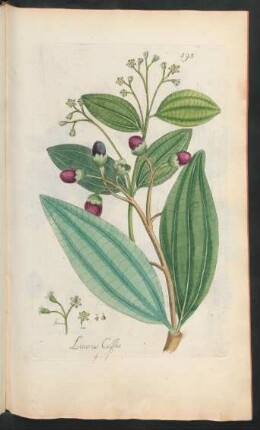 395. Laurus Cassia