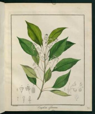 50r, Camphora officinarum