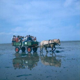 Nordstrand. Wattfahrt mit Pferd und Wagen