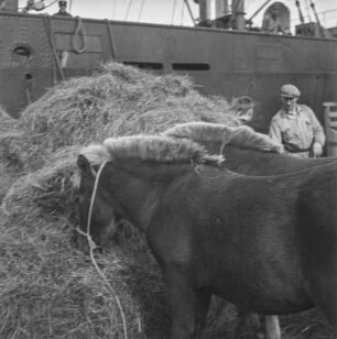 Islandponys am Hafen : Islandponys am Hafen von Reykjavik beim Heu fressen