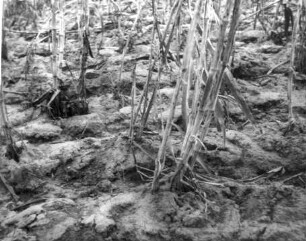 Hacken des Feldes