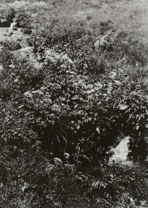 Auftrag Schulmuseum Dresden. Serie "Elbe". Junges Elbegeriesel im Elbquellgebiet