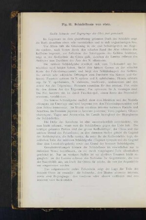 Fig. 11. Schädelbasis von oben.