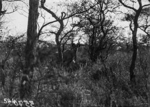 Kudu : Kudu zwischen hohen Gräsern in Nationalpark.
