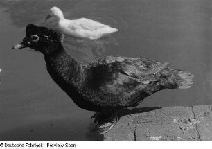 Ente