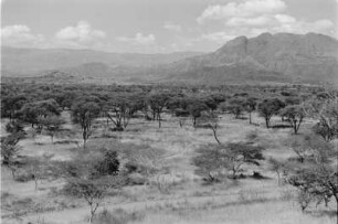 Becken-Landschaft zwischen Dessie und Debra Sina : Savannenlandschaft mit Bäumen