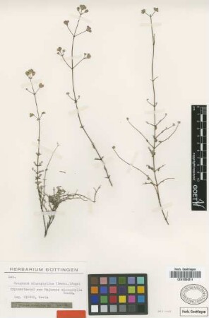 Majorana microphylla Benth. [type]