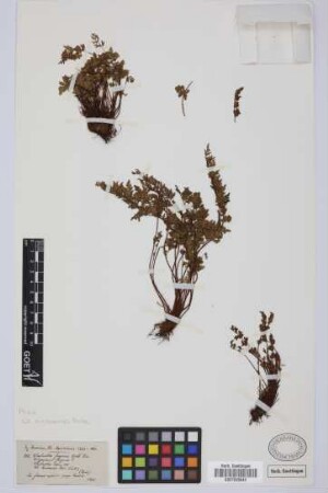 Cheilanthes fragrans Webb. ex Benth.