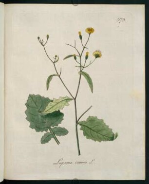 Lapsana communis L.