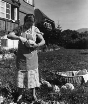 Krauternte im Garten. Frau beim Ernten von Weißkohl
