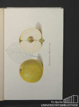 1. Ananas-Renette.