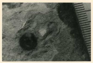 Bohrkern der Tiefenbohrung Freital (F 9), Teufe (Tiefe im Bergwerk) 192 m. Gebänderte Feinklastite; großer Bleichhof Durchmesser 5-7 cm, Kern 2 mm. Bannewitz-Boderitz, Bohrpunkt südlich des letzten Hauses, östlich der Straße zum Marienschacht
