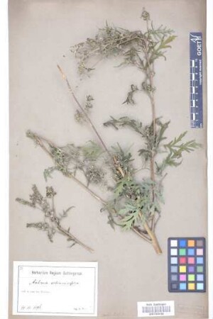 Ambrosia artemisiifolia L.