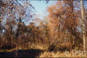 Caputh, Park Caputh, "Wildnis" nordwestlich des Schlosses.