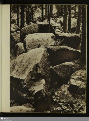 Brockenurwald nordöstlich Schierke