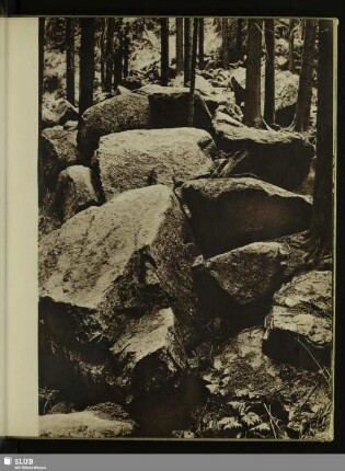 Brockenurwald nordöstlich Schierke