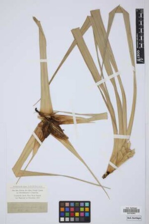 Freysinetia insignis Bl.