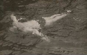 Schwimmen. Armbewegungen nach Abstoß im Gleiten
