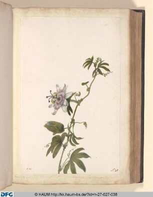 Granadilla pentaphyllos, lotioribus foliis flore caernleo magno, siva, Passiflora pentaphyllos.