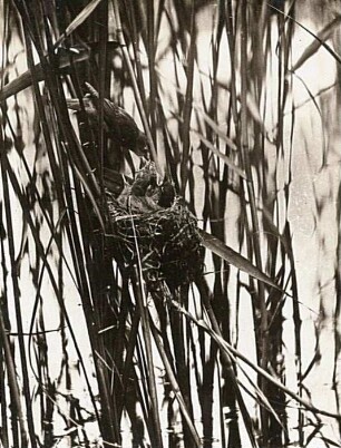 Drosselrohrsänger (Acrocephalus arundinaceus L.) beim Füttern am Nest