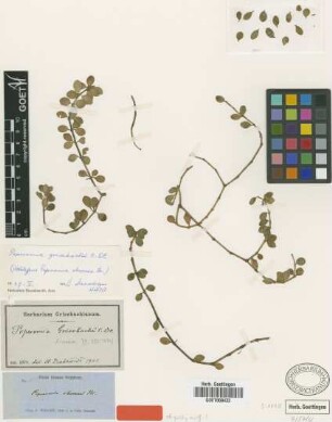 Peperomia obversa C.DC.