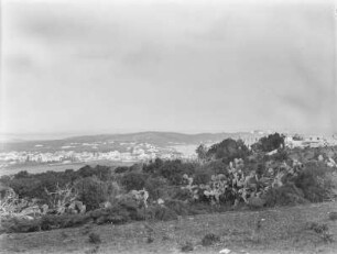 Vegetation bei Sidi Bou Saïd : Kakteen vor der Stadt Sidi Bou Saïd