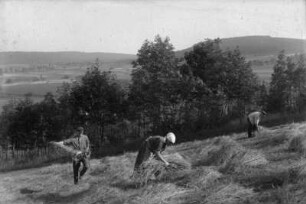 Erntearbeit auf der Oberschaar