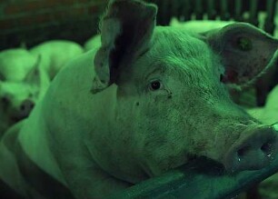 Regeln am Band, bei hoher Geschwindigkeit (2020) - Trailer