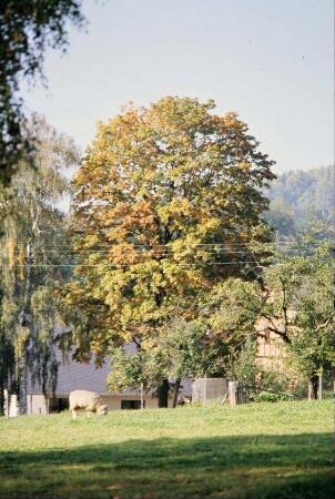 Wiese, Schaf, großer Baum