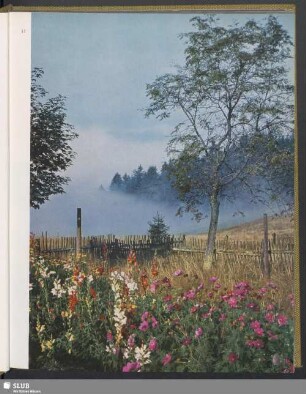Morgenstimmung am Aschberg