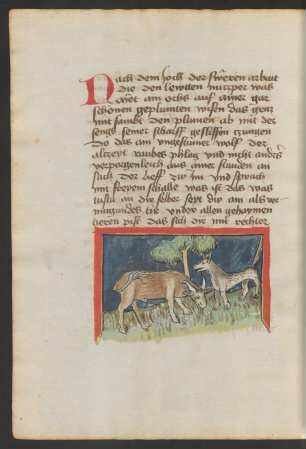 Ochse und Wolf