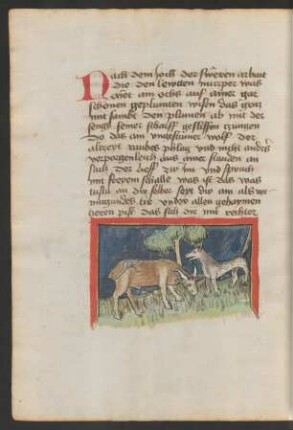 Ochse und Wolf