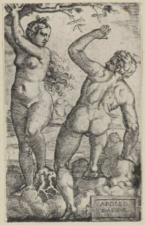 Apollo Daphne
