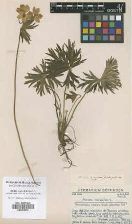 Anemone narissiflora L.
